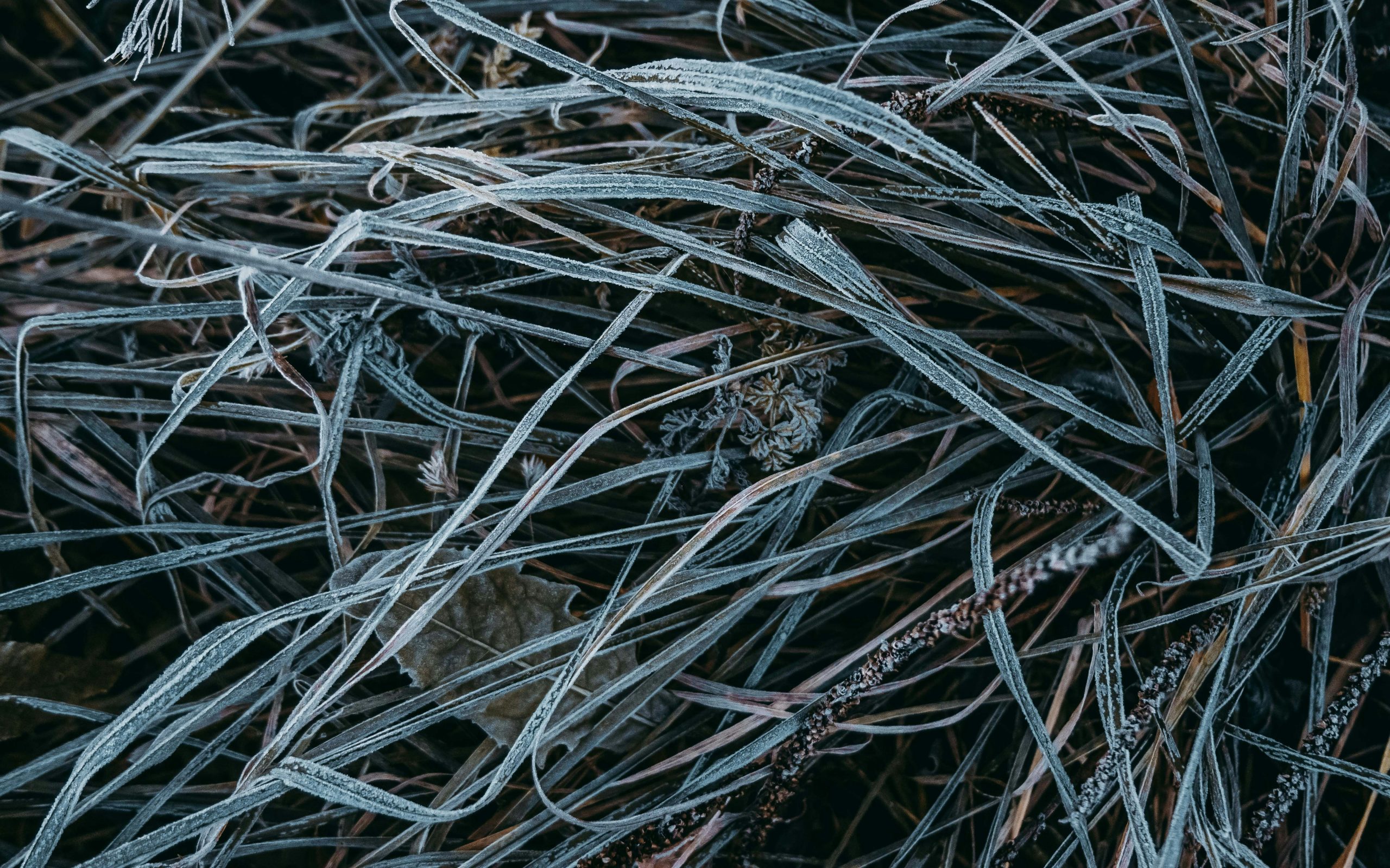Illustration showing potential health hazards of asbestos fibers